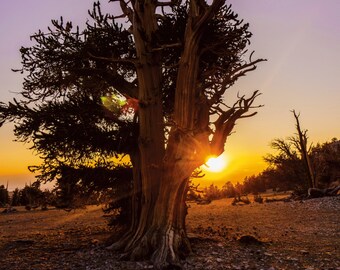 California Nature Landscape, Bristlecone Pine, Lone Tree Photo, Pink Sunrise Color, Sun Rays Photography, Fine Art Landscape Photography
