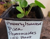 Pilea Peperomiodes Money Plant