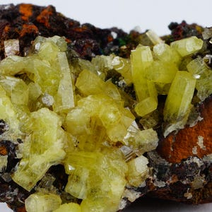 May include: A close-up of a mineral specimen featuring a cluster of bright yellow, crystalline structures. The crystals are clustered on a dark brown and orange matrix. The mineral has a rough, textured appearance, with a variety of crystal shapes and sizes.