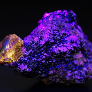 Puede incluir: Primer plano de un espécimen mineral con una vibrante exhibición de colores. Un cristal amarillo dorado está adherido a una matriz rocosa oscura y texturizada. La roca brilla con tonos morados y azules brillantes, creando un contraste llamativo sobre un fondo negro.