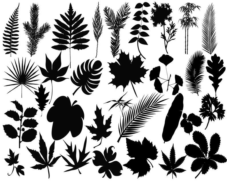 Download Botanical Clipart Leaf Cut File Leaf Vector Leaf Svg Leaves Clipart Leaves Silhouette Leaves Svg Leaves Cricut Leaves Png Clip Art Art Collectibles Trustalchemy Com