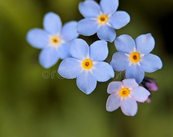 Myosotis Etsy Myosotis Etsy