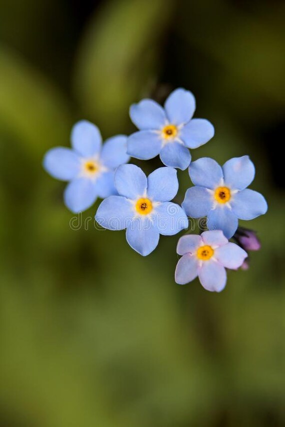 Forget Me Not Seeds Myosotis Scorpioides Organic Heirloom Etsy Forget Me Not Seeds Myosotis Scorpioides Organic Heirloom Etsy