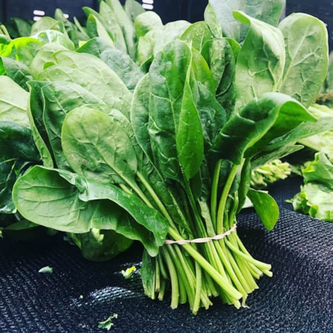 Spinach Spinacia oleracea / Organic Heirloom Seeds / Etsy