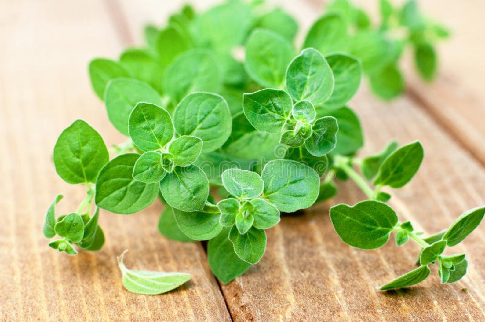 орегано (лист). душица обыкновенная. душица майоран. оригана. орегано зелень.