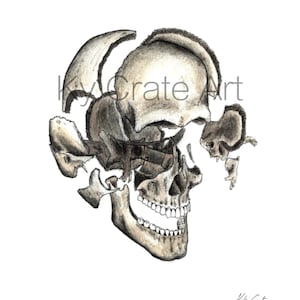 Op de afbeelding: Een gedetailleerde potloodtekening van een menselijke schedel met de bovenkant van de schedel gebroken in stukken. De schedel is getekend in grijstinten en wit.