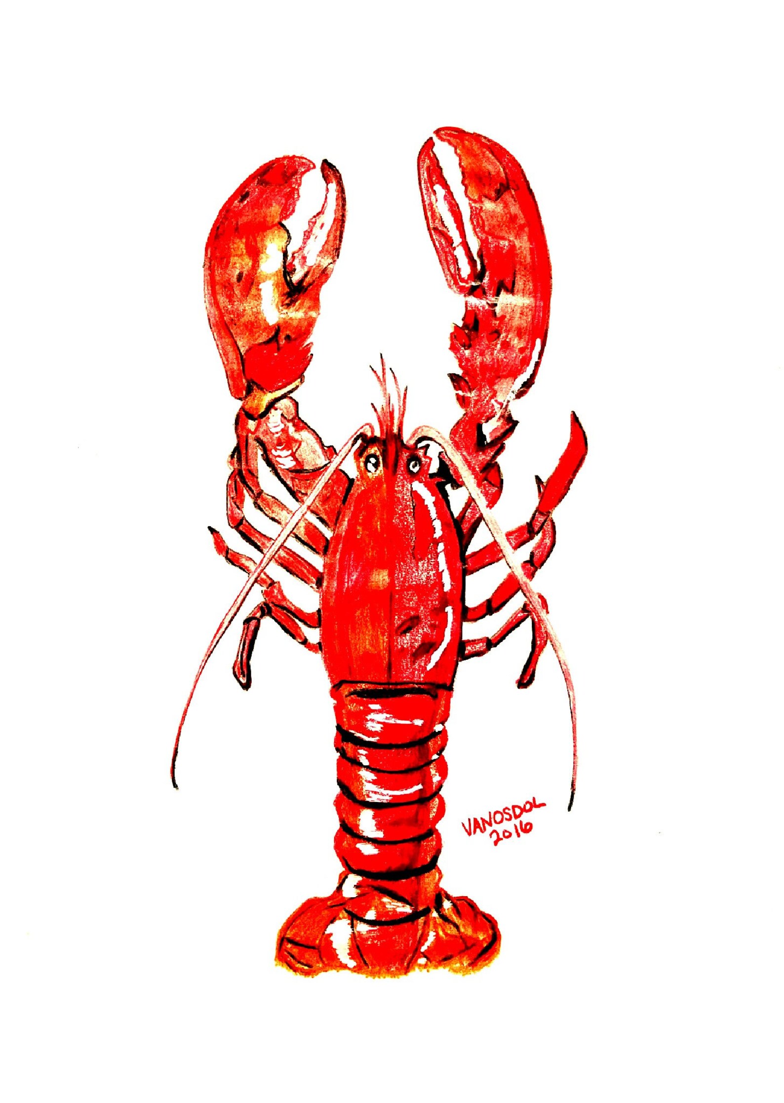 Red Lobster Colored Pencil Sketch Drawing Art PRINT By Scott D Etsy