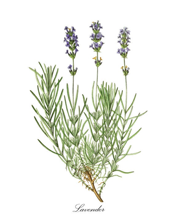 Lavender Art Print Vintage Herbal Illustration Botanical | Etsy