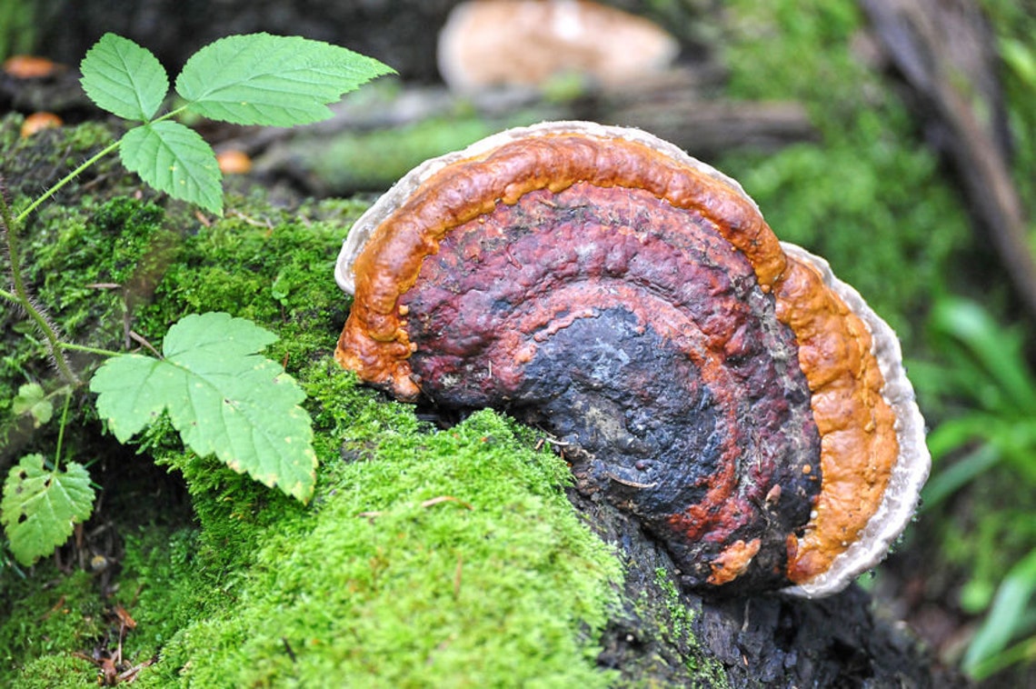 Wild Chaga Mushroom 