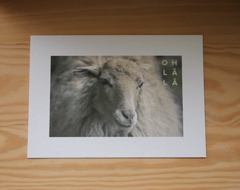 Sheep Horizontal Portrait Postcard