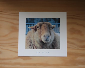 Merino Sheep Postcard