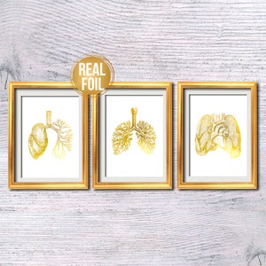 Human lungs poster Set of 3 Anatomical poster Real foil art Medical print Doctor office art Scientific poster Lungs print Home decor G437