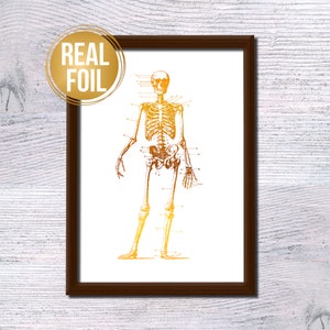 Skeleton Anatomy Real Foil Print, Science Poster for Medical Students, Unique Doctor Gift, Biology Classroom Decor, Human Body Art G268