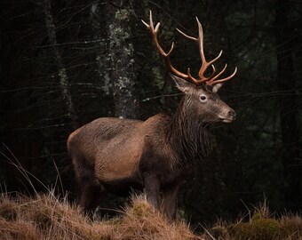 Red Stag Scotland Fine Art Print – Wildlife Photography, Home Decor