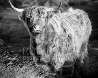 Highland Cow Fine Art Print | Peak District Landscape Photography