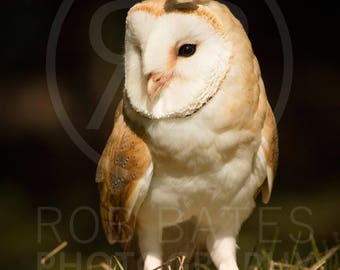 Barn Owl with Butterfly Giclée Print | Wildlife Photography