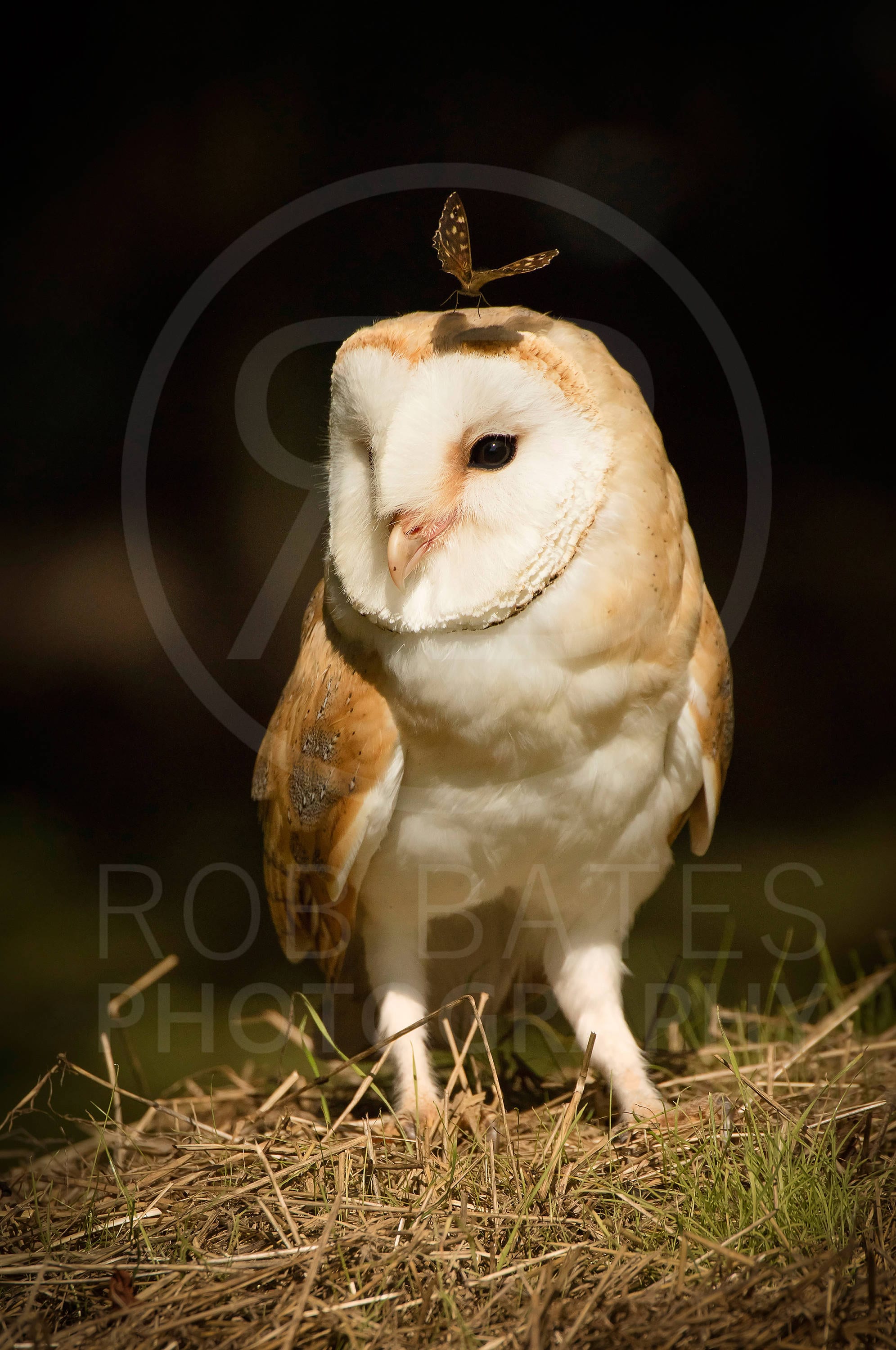 Barn owl with butterfly | Wildlife photography print, Photographic Print, Canvas, Wall Art, Photo Pr