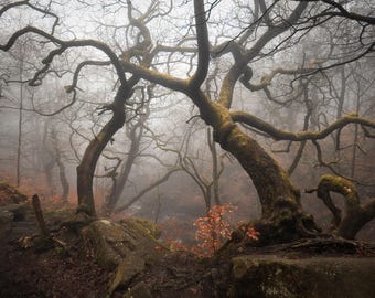 Padley Gorge Print: Peak District Landscape Photography, UK Nature Art