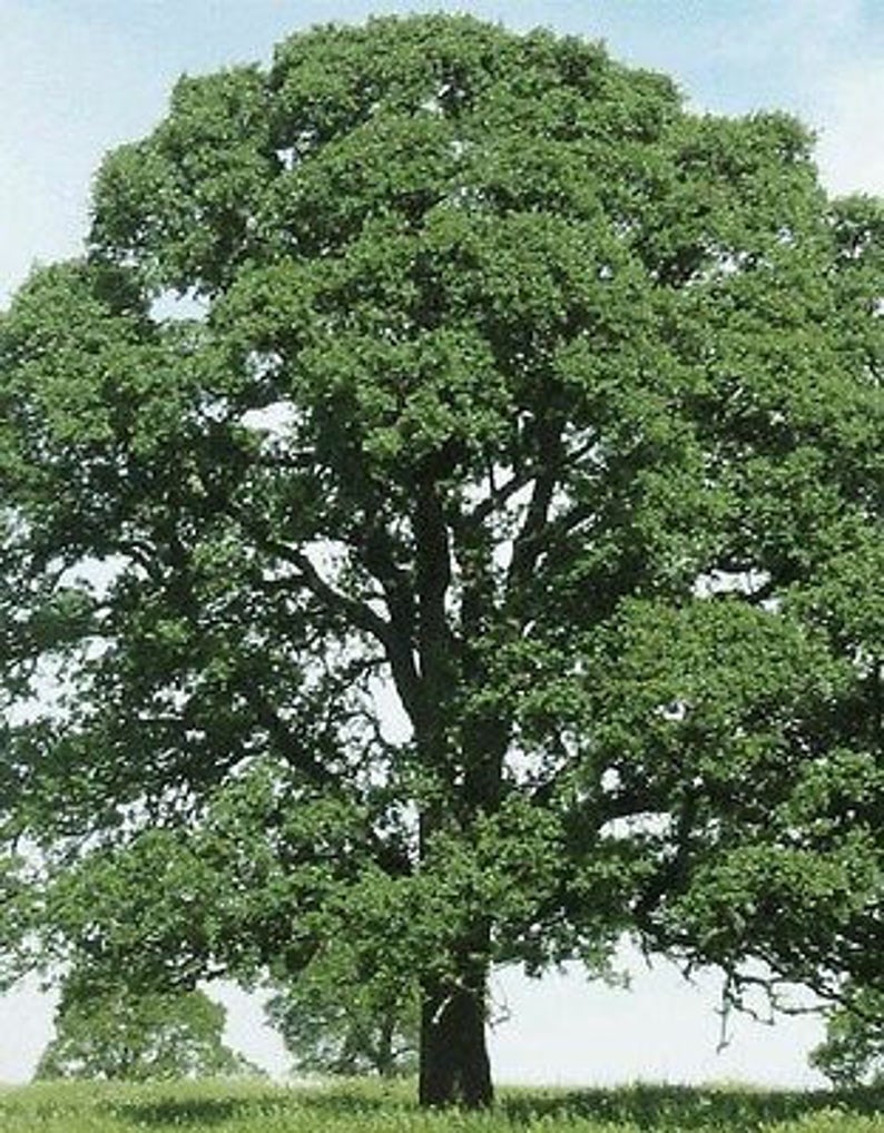 5 LAUREL OAK TREES Quercus Laurifolia Diamond Swamp Acorn Nut | Etsy