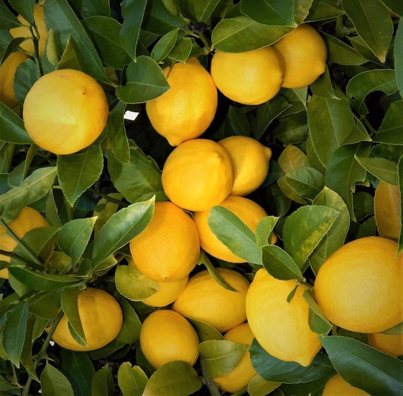 A Guide To Growing Bonsai Fruit Trees Tips Life Hacks And Diy