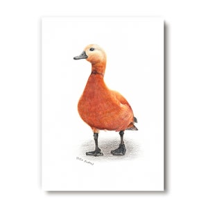 Graceful Goose  - original coloured pencils drawing A4