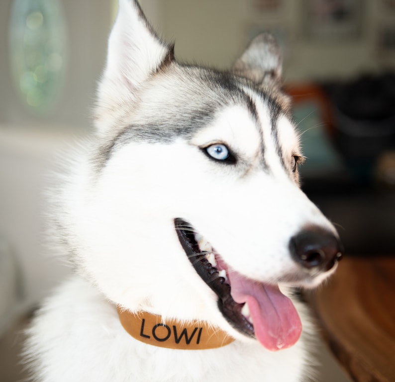 May include: A white and grey husky dog with blue eyes wearing a brown leather collar with the name "Lowi" engraved on it.