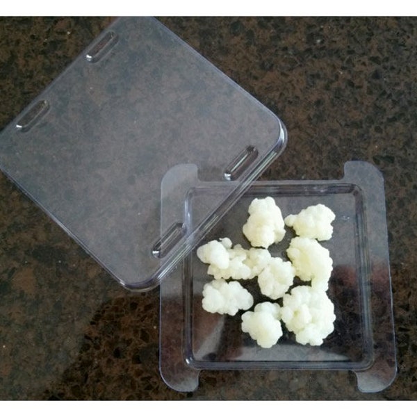 Organic Milk Kefir Grains (around 20 grams)