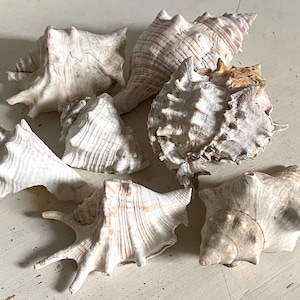 May include: A collection of seven assorted sea shells in shades of off-white, beige, and light brown. The shells feature varied textures, including pointed spikes, ribbed surfaces, and spiral shapes, showcasing natural organic forms and patterns.