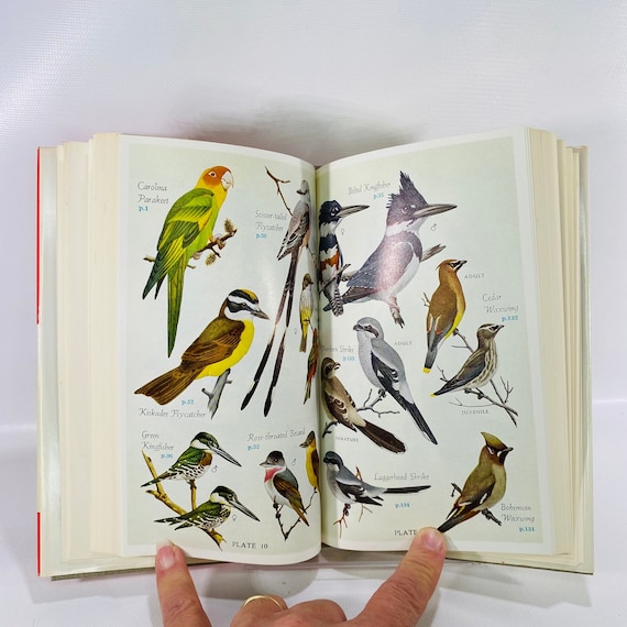Audubon Land Bird Guide Birds of Eastern & Central North America ...