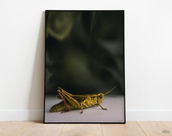 Grasshopper Wall Art Nature Print