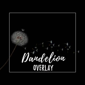 Dandelion Seed Overlay for Photographers