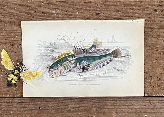 1843 Gattoruginous Blenny/butterfly Fish Original Antique Hand