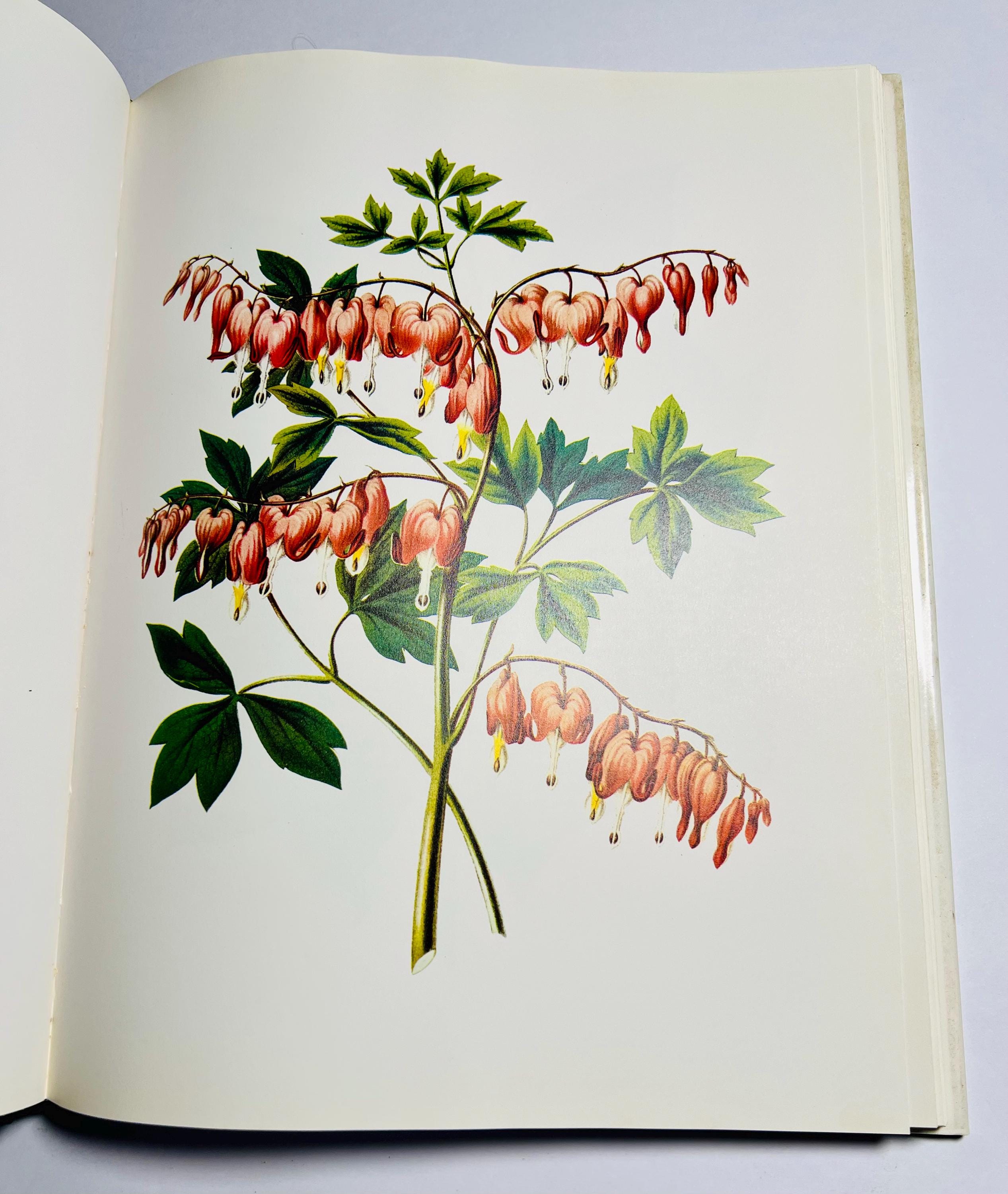 Vintage Botanical Art Book: Cultivated Flowers, 1979 Hardcover - Etsy