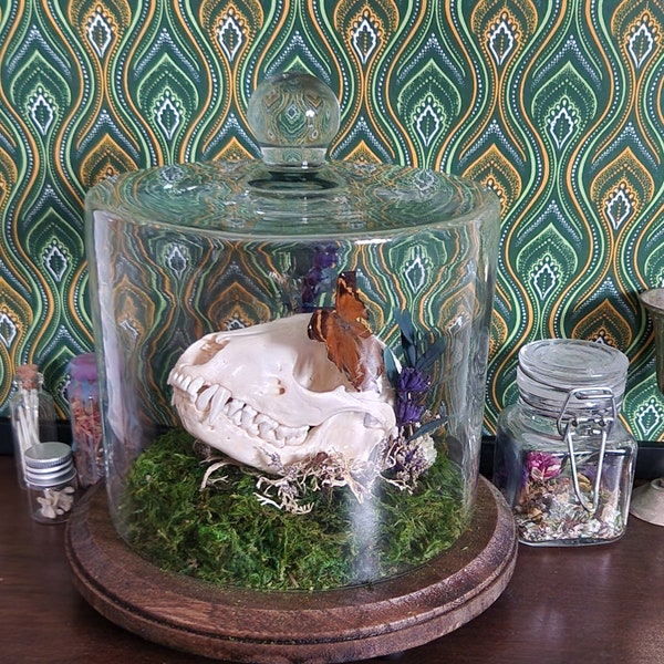 Raccoon Skull with Butterfly Cloche Terrarium