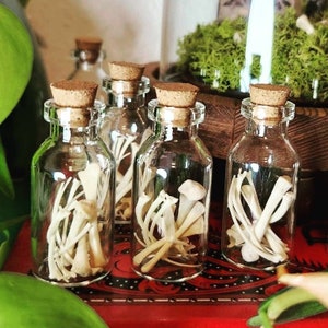 May include: Five small glass bottles with cork stoppers, each containing a collection of small white bones. The bottles are arranged on a red and black patterned surface.