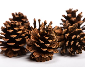 Premium Colorado Pinecones - Ready to Use for Outdoor Wreaths, Decorations, Fall Decor Supplies
