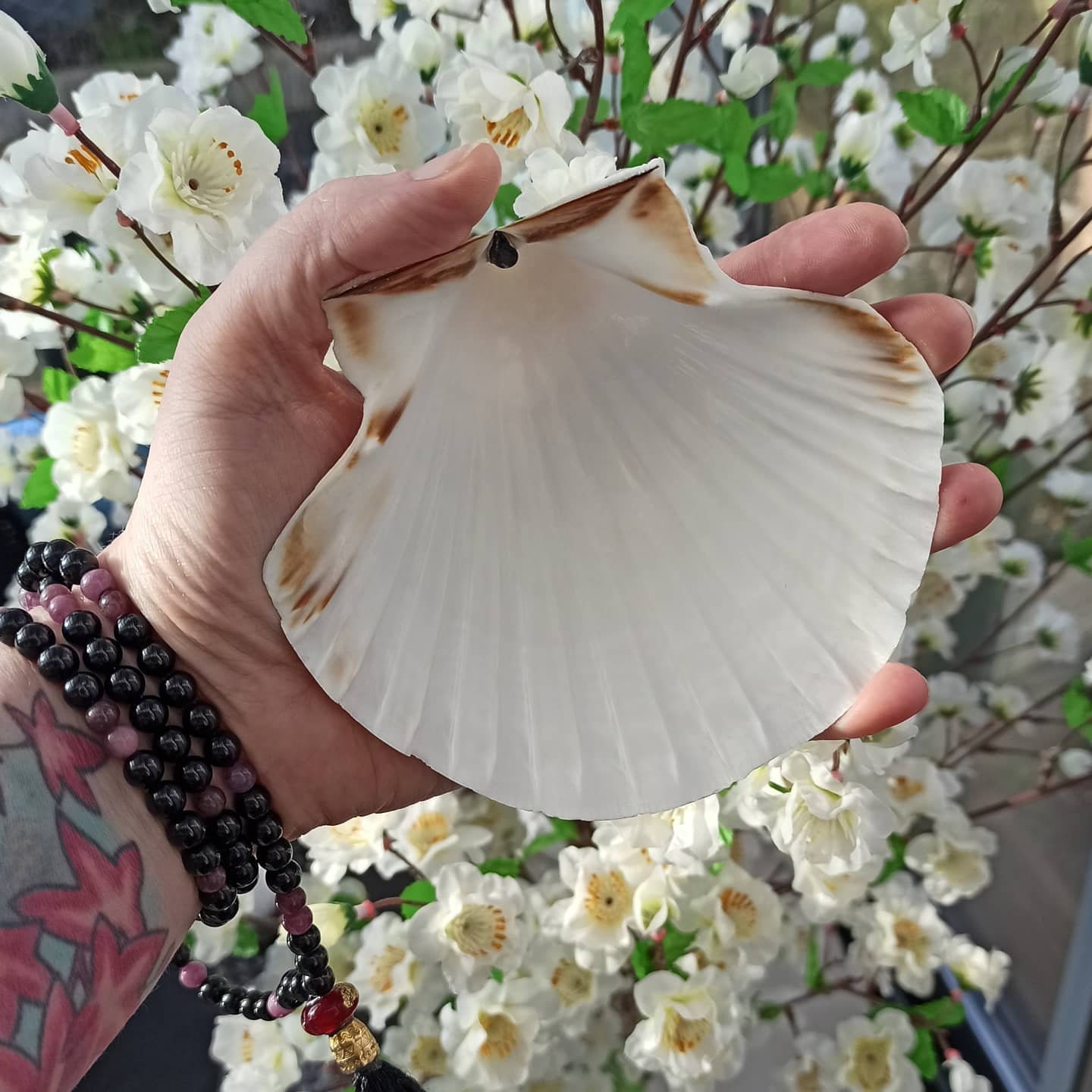 Coquille Saint Jacques Naturelle Non Cuite, Purification Des Pierres, Décorations, Customisation, Dé