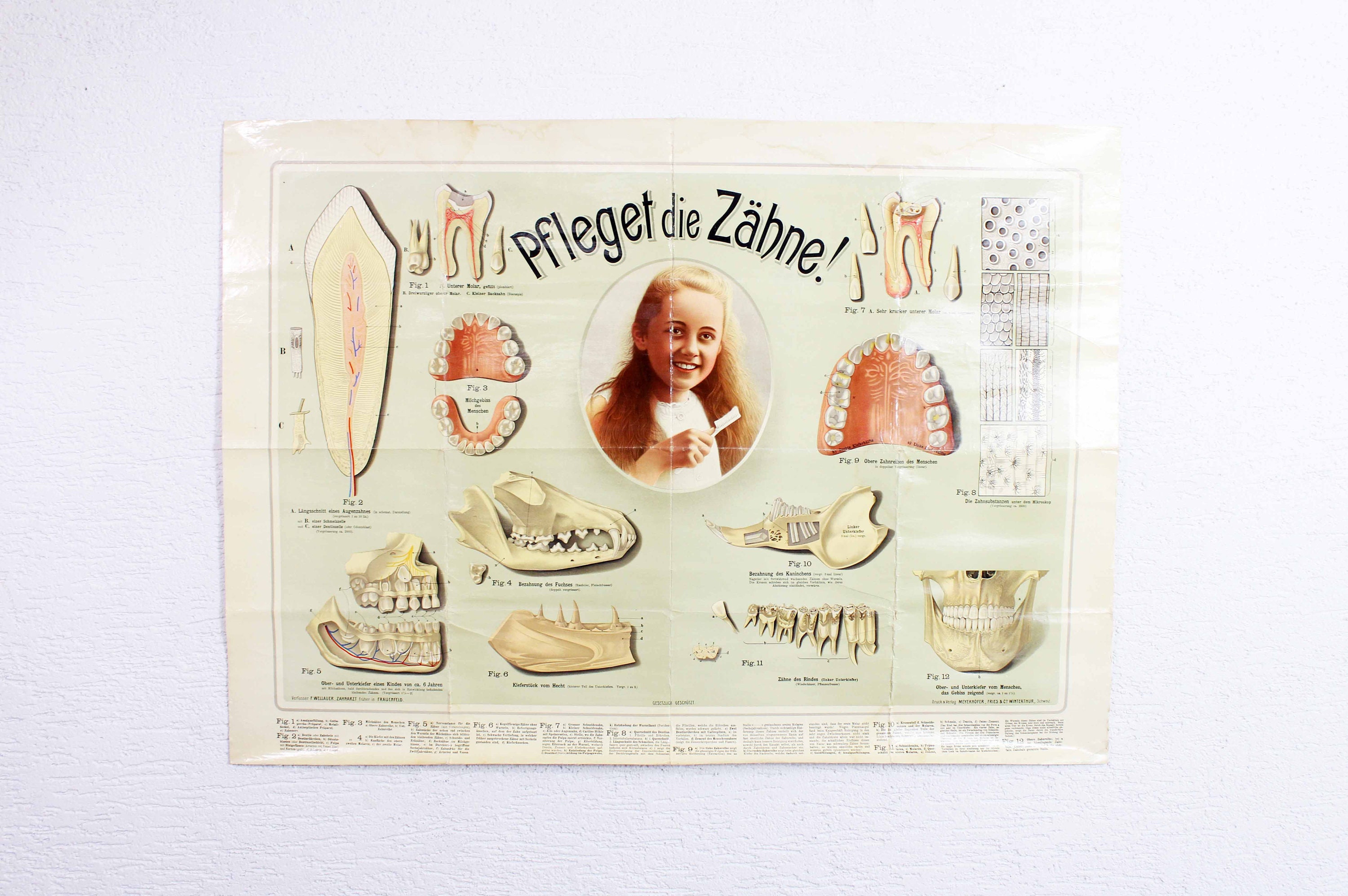 Affiche Scolaire Vintage Suisse Pfleget Die Zähne Soin Des Dents