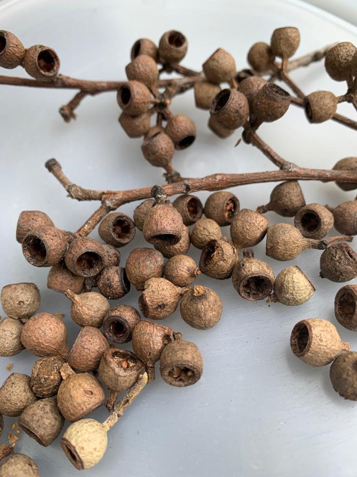 Australian Gum Nuts 125 pack Etsy