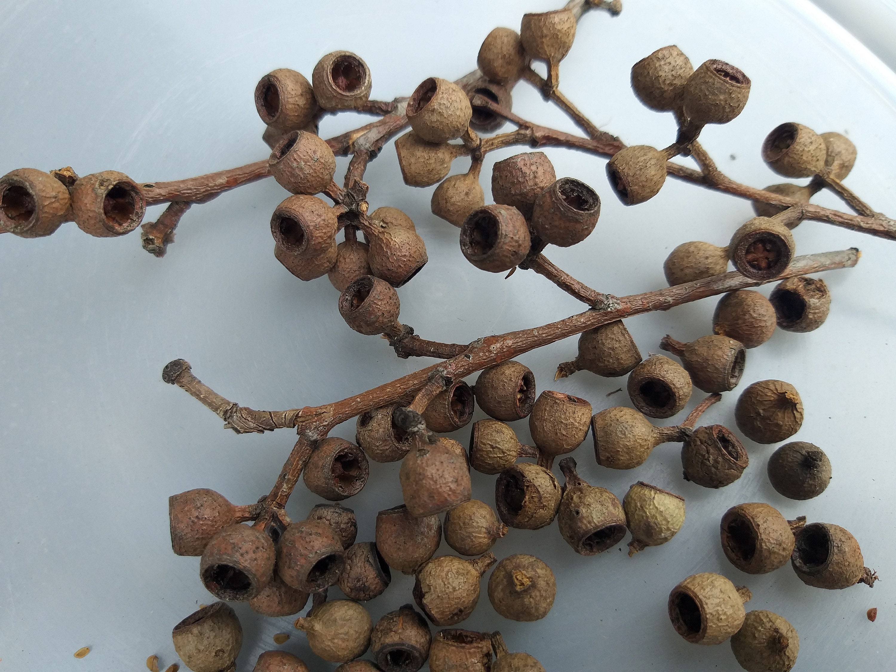 Australian Gum Nuts 125 pack Etsy