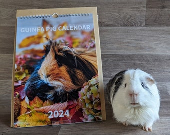 Guinea Pig Calendar 2024 (A4 - wall hanging- spiral bound)