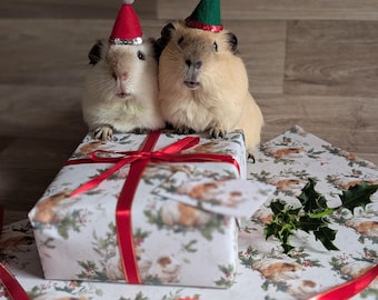 Könnte beinhalten: Zwei Meerschweinchen mit kleinen kegelförmigen Hüten, einer rot mit grauem Bommel und einer grün mit rotem Bommel, sitzen auf einem rechteckigen Geschenkpaket, das in weißes Papier mit Meerschweinchen- und Stechpalmenmuster eingewickelt ist.