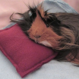 Guinea Pig Pillow Set, Guinea Pig Accessories, Guinea Pig Products, Guinea Pig Lover, Gifts for Guinea Pigs, Guinea Pig Fleece