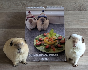 Guinea Pig Calendar 2026 (A4 - wall hanging- spiral bound), Guinea Pig Lover, Guinea Pig Gift, Guinea Pig Stationery, 2026 Calendar