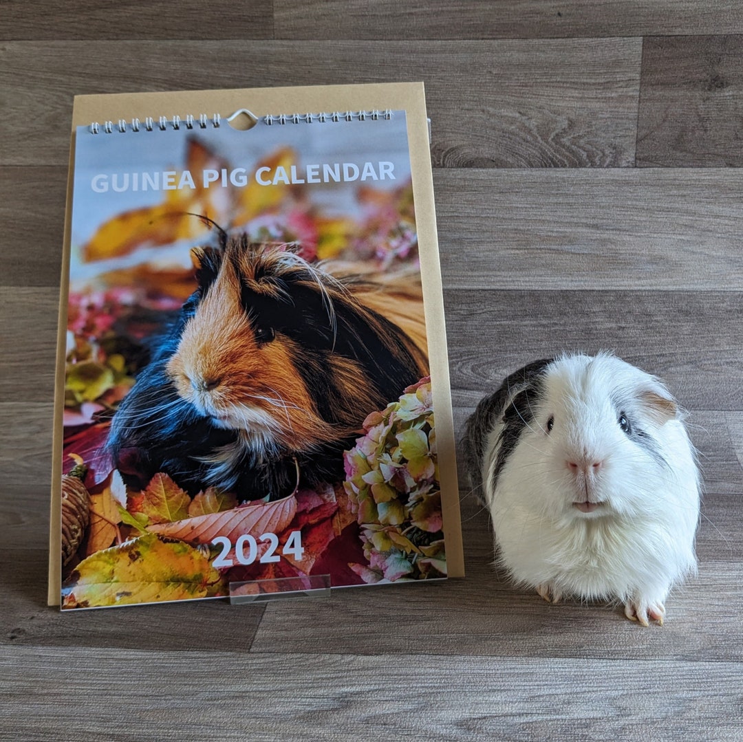 Guinea Pig Calendar 2024 A4 Wall Hanging Spiral Bound Etsy