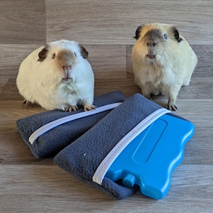 Guinea Pig Ice Pack Cool Block (Blue) Guinea Pig Accessories Cool Pad Guinea Pig Grooming Treats