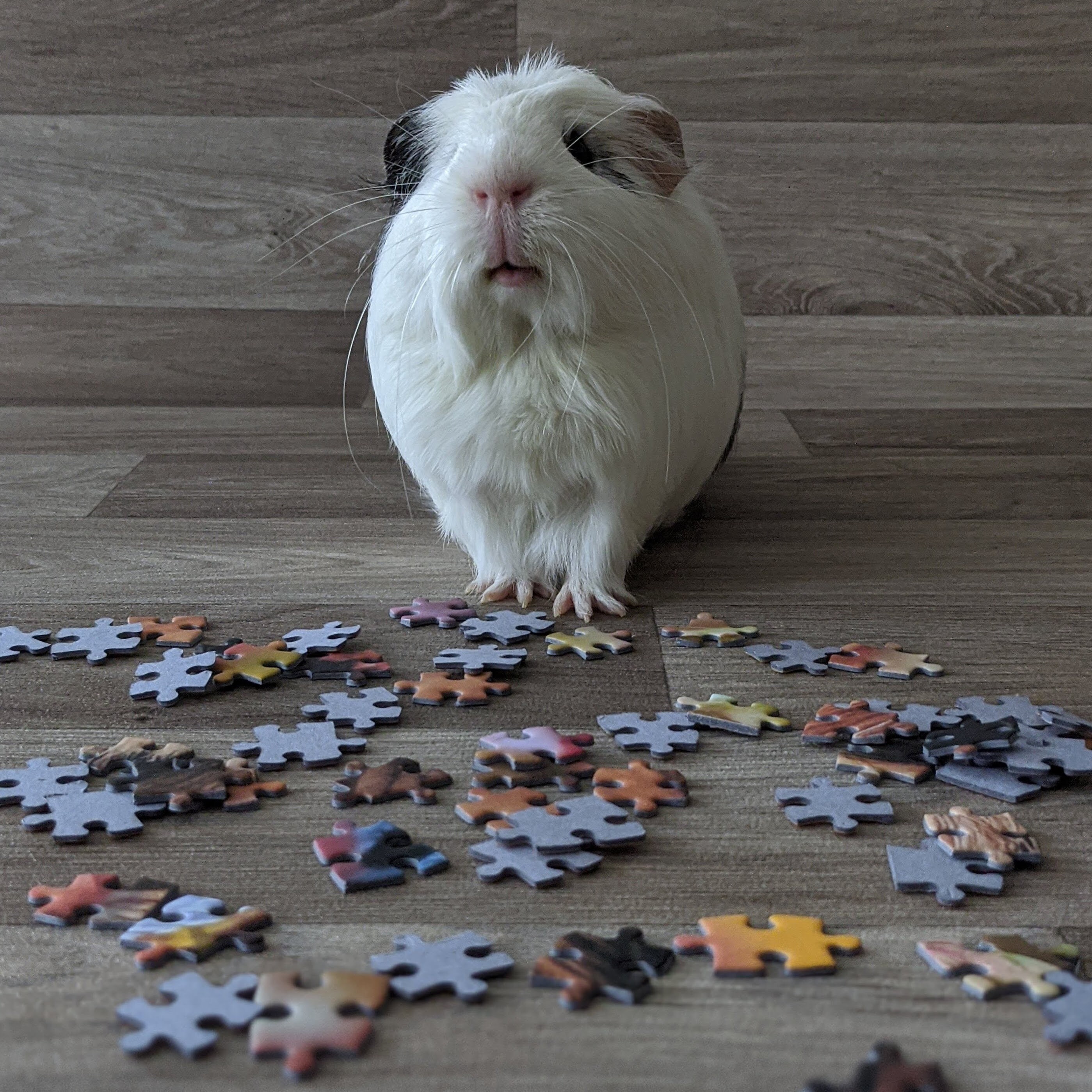 Guinea Pig Jigsaw Puzzle 1000 Piece 'albert in the Etsy