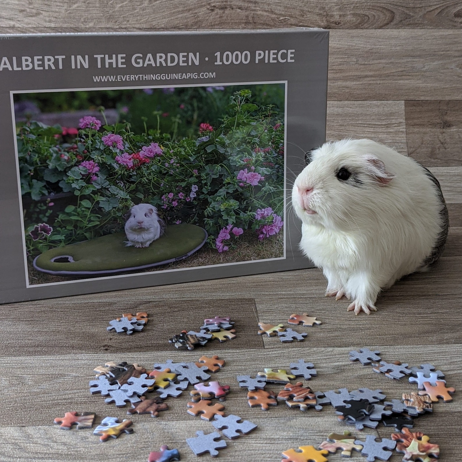Guinea Pig Jigsaw Puzzle 1000 Piece 'albert in the Etsy