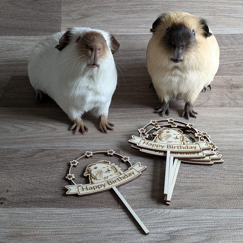 May include: Two guinea pigs, one white with brown markings and one brown with black markings, are looking at the camera.  There are several wooden cake toppers with the text "Happy Birthday" on them.