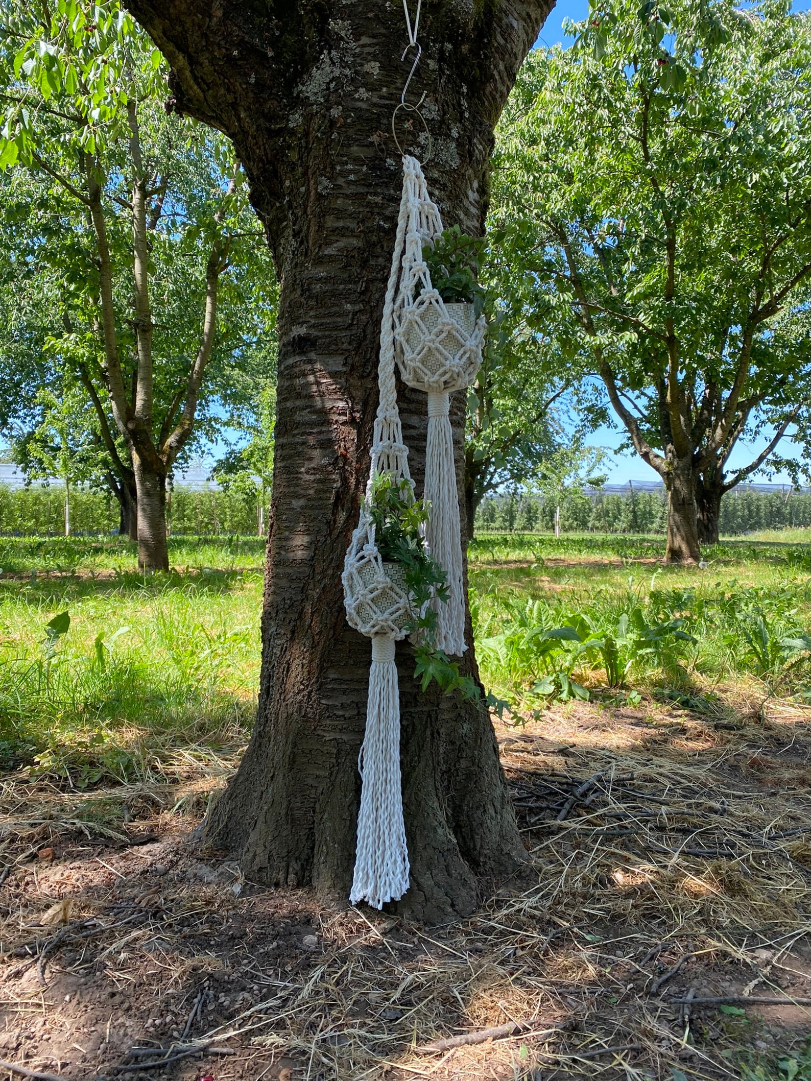 Macrame Pod PDF Pattern Macrame Double Pod Planter,macrame Plant Hanger Tutorial ...